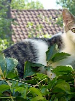 Katze BLUE – vermisst seit April 2013 in 82178 Puchheim