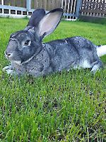 Kaninchen Rambo männlich 3 Jahre alt (kastriert geimpft)