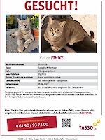 Katze Finny 4 Jahre alt aus Maisach vermisst seit 05.06.2022