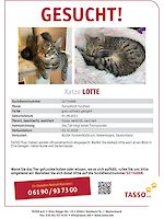 Katze Lotte aus Fürstenfeldbruck vermisst seit Oktober 2022