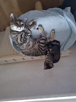 Lilly und Wuzi ( Lilly 1 Jahr alt, Tochter Wuzi geboren 31. Mai )