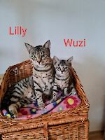 Lilly und Wuzi ( Lilly 1 Jahr alt, Tochter Wuzi geboren 31. Mai )