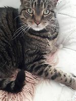 Notfall! sehr dringend liebevollen Platz für Senior Kater Isaac ( 15 Jahre alt ) gesucht