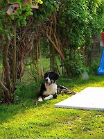 Lucky, (männlich 2 Jahre alt, Australien Shepherd / Appenzeller Sennenhund Mix) sucht Dringend ein Zuhause!