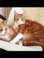 Main coon-mix Kater Rocky und Rambo (10 1/2 Jahre alt) wegen Krankheit abzugeben!