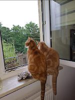 Main coon-mix Kater Rocky und Rambo (10 1/2 Jahre alt) wegen Krankheit abzugeben!