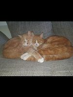 Main coon-mix Kater Rocky und Rambo (10 1/2 Jahre alt) wegen Krankheit abzugeben!
