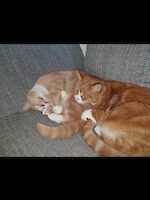 Main coon-mix Kater Rocky und Rambo (10 1/2 Jahre alt) wegen Krankheit abzugeben!