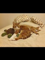 Main coon-mix Kater Rocky und Rambo (10 1/2 Jahre alt) wegen Krankheit abzugeben!