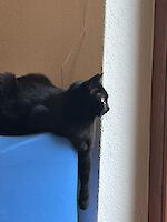 Katze Bella (8 Jahre alt)