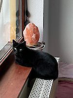 Katze Bella (8 Jahre alt)