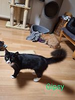 Teddy und Gipsy ( männlich, 4 und 6 Jahre alt )