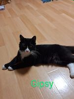Teddy und Gipsy ( männlich, 4 und 6 Jahre alt )