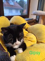 Teddy und Gipsy ( männlich, 4 und 6 Jahre alt )