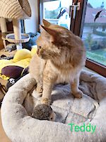 Teddy und Gipsy ( männlich, 4 und 6 Jahre alt )