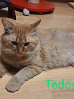 Teddy und Gipsy ( männlich, 4 und 6 Jahre alt )