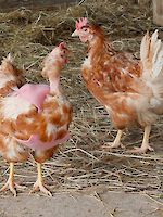 Hühnerrettung Oktober 2025: „Schenk mir ein zweites Leben!“ – Dringend Lebensplätze gesucht!