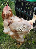 Hühnerrettung Oktober 2025: „Schenk mir ein zweites Leben!“ – Dringend Lebensplätze gesucht!