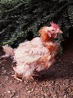 Hühnerrettung Oktober 2025: „Schenk mir ein zweites Leben!“ – Dringend Lebensplätze gesucht!