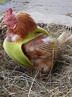 Hühnerrettung Oktober 2025: „Schenk mir ein zweites Leben!“ – Dringend Lebensplätze gesucht!