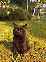 Kater Billy ( ca. 3 Jahre alt ) sucht dringend ein neues Zuhause