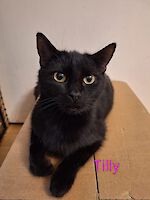 Katze Tilly (ca. 2-3 Jahre alt)