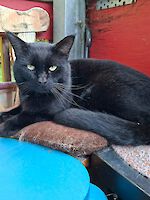 Kater Puma (ca. 3 Jahre alt)