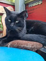 Kater Puma (ca. 3 Jahre alt)