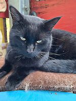 Kater Puma (ca. 3 Jahre alt)