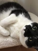 Katzen Blacky und Beauty (beide 7 Jahre alt)