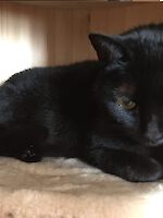 Katzen Blacky und Beauty (beide 7 Jahre alt)