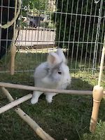 Löwenkopfkaninchen Cori ( vier Jahre alt )