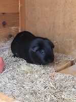Meerschweichendame  Jolie ( 2 Jahre alt ) sucht ein neues Zuhause