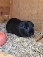 Meerschweichendame  Jolie ( 2 Jahre alt ) sucht ein neues Zuhause
