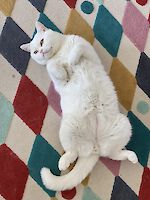 Drei wunderschönen BKH Katzen Jackie (weiblich), Sammy (männlich) und Oro (männlich) , 5 und 3 Jahre alt suchen einen gemeinsamen Platz!