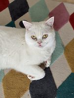 Drei wunderschönen BKH Katzen Jackie (weiblich), Sammy (männlich) und Oro (männlich) , 5 und 3 Jahre alt suchen einen gemeinsamen Platz!