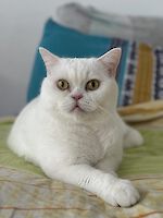 Drei wunderschönen BKH Katzen Jackie (weiblich), Sammy (männlich) und Oro (männlich) , 5 und 3 Jahre alt suchen einen gemeinsamen Platz!