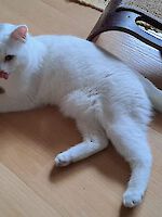 Kater Simmerl ca. 1 Jahr alt sucht ein liebevolles Zuhause!