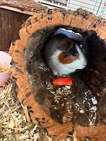 zwei gerettete Meerschweinchen suchen ein Zuhause