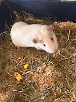 zwei gerettete Meerschweinchen suchen ein Zuhause