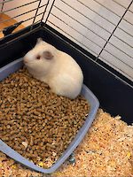 zwei gerettete Meerschweinchen suchen ein Zuhause