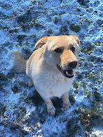 Elly ( geb. 02.03.2024 ) sucht ihr Traumzuhause!