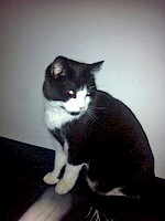 Katze schwarz/weiß – vermisst seit 09.12.2017 in FFB