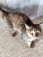 Katze – zugelaufen am 07. September 2015 in Türkenfeld