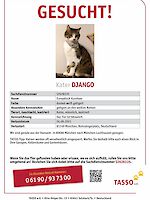 Kater Django, vermisst seit 24. September 2021