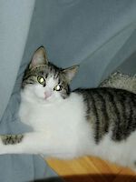 Katze Minka vermisst 03.03.2022 in Egenhofen