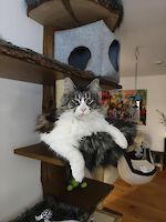 Katze Gaia vermisst seit 30.05.2022 in Emmering