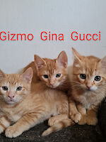 Gizmo, Gina und Gucci