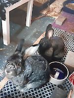 2 Kaninchen Rambo geb. 2019 (männlich) Kecki (weiblich) geb. 2020 (Gewicht ca. 4 kg)