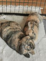 2 Kaninchen Hasi (weiblich) geb. März 2021 Fluffy (männlich) geb. März 2021